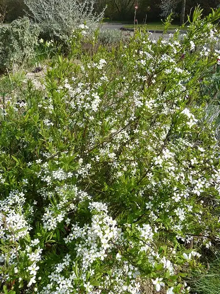 Photo of Spiraea thunbergii (Spiraea thunbergiis)