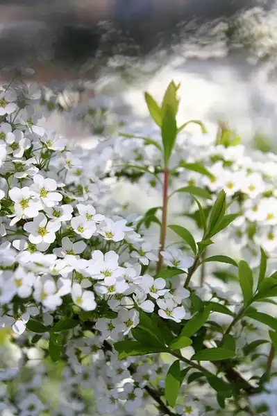 Photo of Spiraea thunbergii (Spiraea thunbergiis)