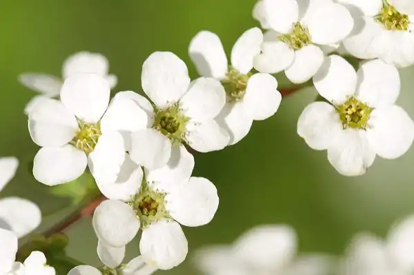 Photo of Spiraea thunbergii - flower detail:Photo by Takashi Hososhima