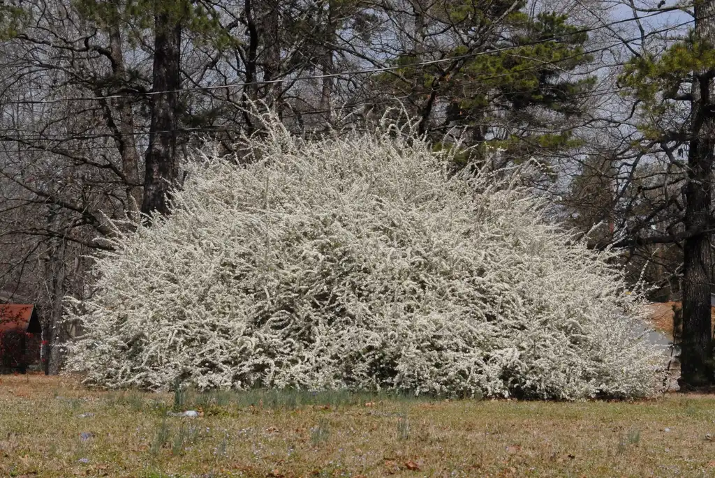 Photo of Spiraea thunbergii - Flower Form:Jim Robbins