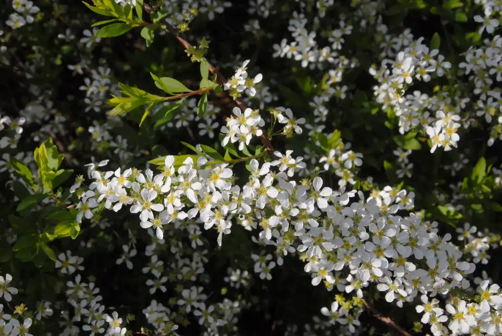 Photo of Spiraea thunbergii - Flower Close-up:Jim Robbins