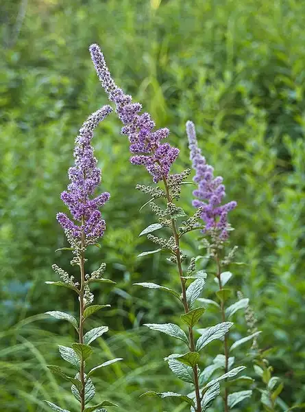 Foto de Spiraea tomentosa (Spiraea tomentosas)
