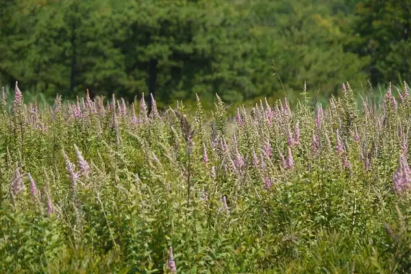 Foto de Spiraea tomentosa (Spiraea tomentosas)