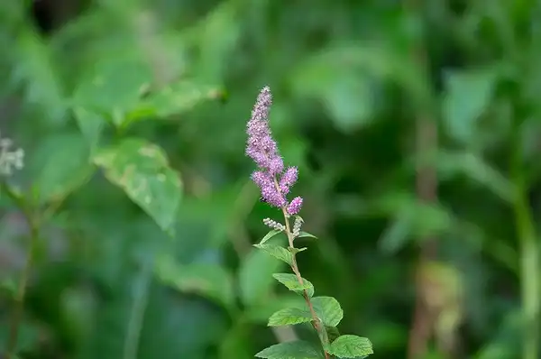 Foto de Spiraea tomentosa - Spiraea tomentosa flower and leaf:RockerBOO