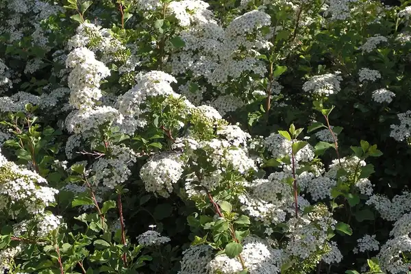 Фото Spiraea trilobata (Spiraea trilobatas)