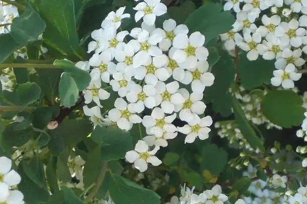 Фото Spiraea trilobata (Spiraea trilobatas)