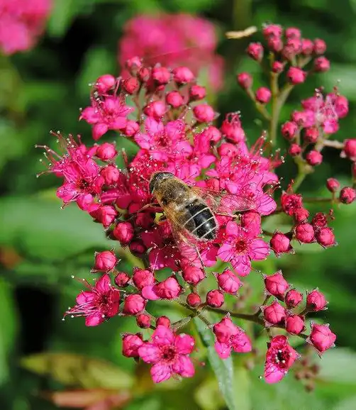 Фото Spiraea x bumalda 'Anthony Waterer' (Spiraea x bumalda 'Anthony Waterer's)