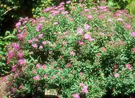 Фото Spiraea x bumalda (Spiraea x bumaldas)