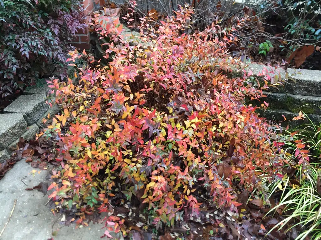 Фото Spiraea x bumalda (Spiraea x bumaldas)