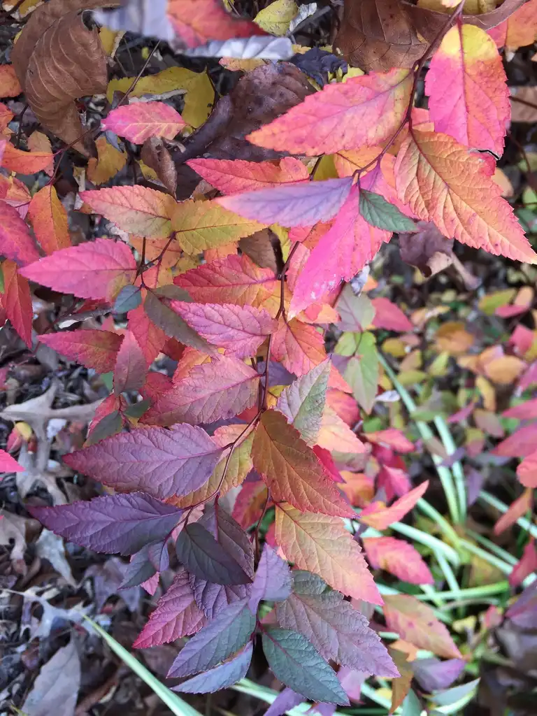 Фото Spiraea x bumalda - Fall leaf color close-up:Jim Robbins