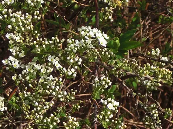 Foto de Spiraea x cinerea 'Grefsheim' (Spiraea x cinerea 'Grefsheim's)