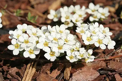 Foto de Spiraea x cinerea 'Grefsheim' (Spiraea x cinerea 'Grefsheim's)