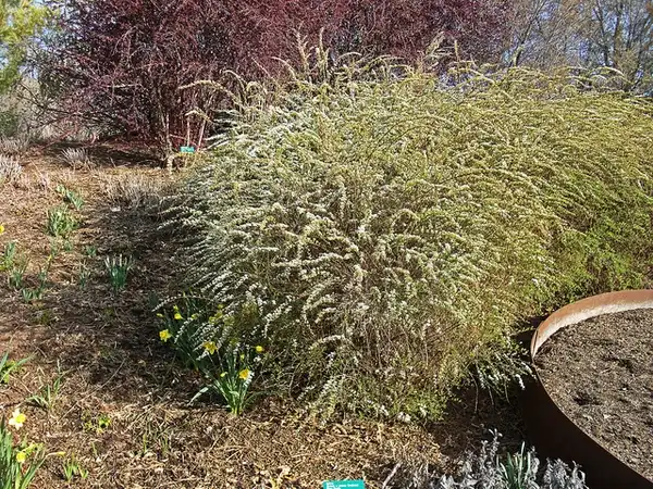 Foto de Spiraea x cinerea 'Grefsheim' - Spiraea x cinerea 'Grefsheim' growth habit:Photo by Andrey Zharkikh