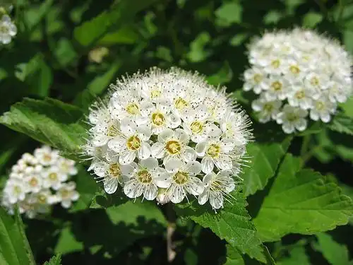 Photo of Spiraea x vanhouttei (Spiraea x vanhoutteis)