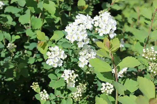 Photo of Spiraea x vanhouttei (Spiraea x vanhoutteis)
