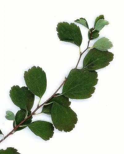 Photo of Spiraea x vanhouttei - Spiraea x vanhouttei close-up of leaves:Maggie
