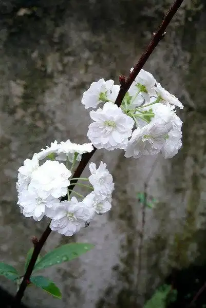 Photo of Spiraea x vanhouttei - Spiraea x vanhouttei flower close-up:Paul Goeltz