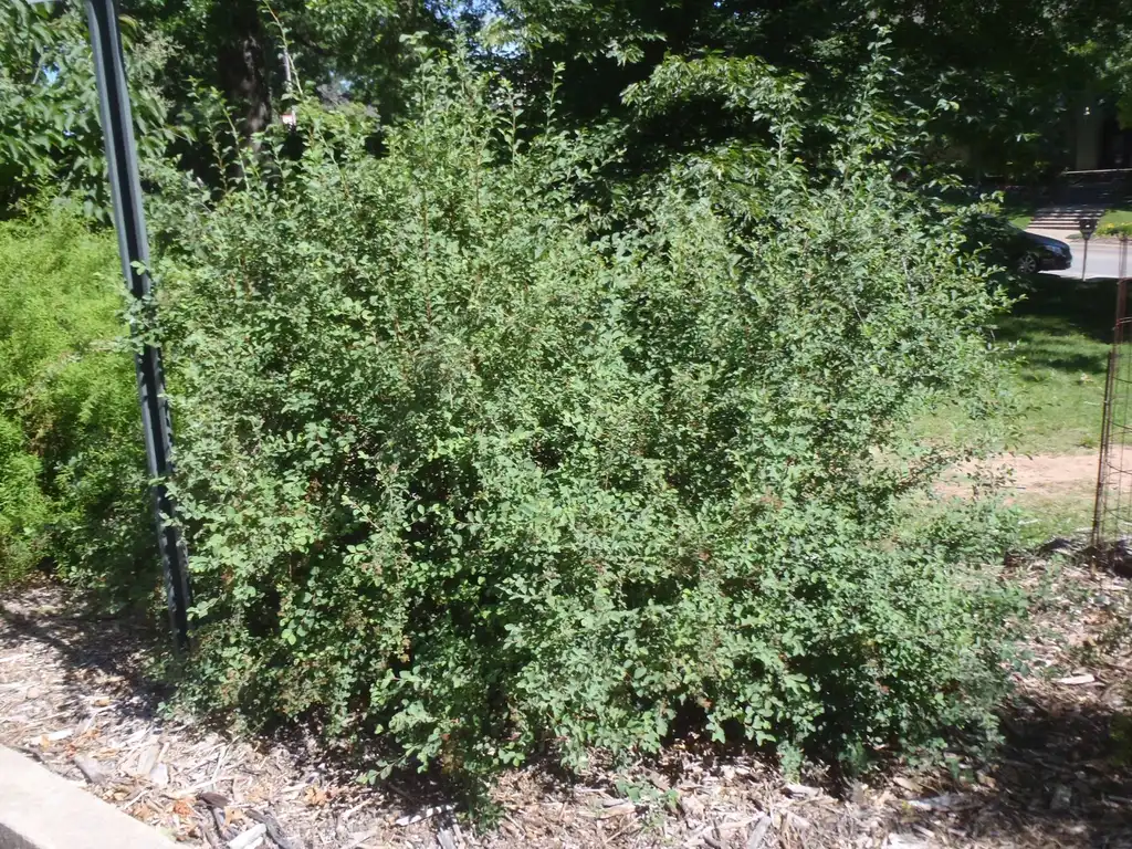 Photo of Spiraea x vanhouttei - Form:Jim Robbins