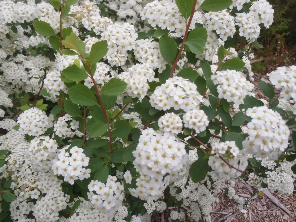 Photo of Spiraea x vanhouttei - Flower and Leaves:Jim Robbins