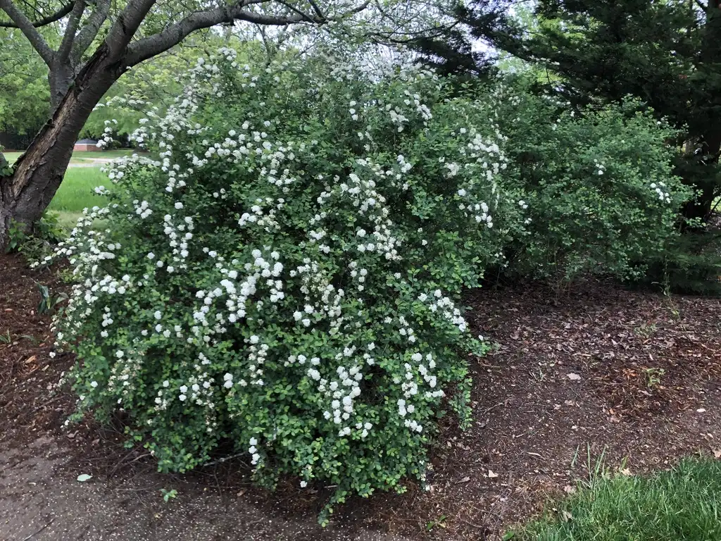 Photo of Spiraea x vanhouttei - form in bloom, Wake County, NC:Cathy Dewitt