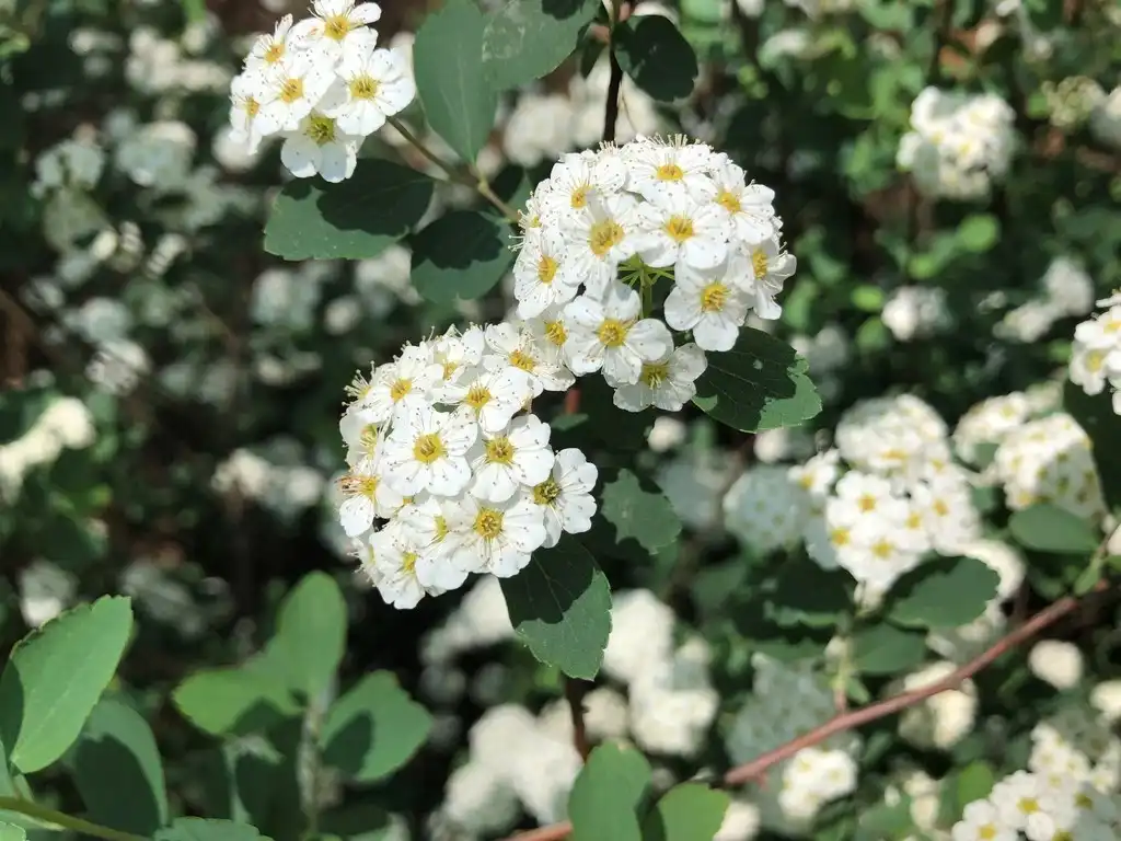 Photo of Spiraea x vanhouttei - closeup flower, Wake County, NC:Cathy Dewitt