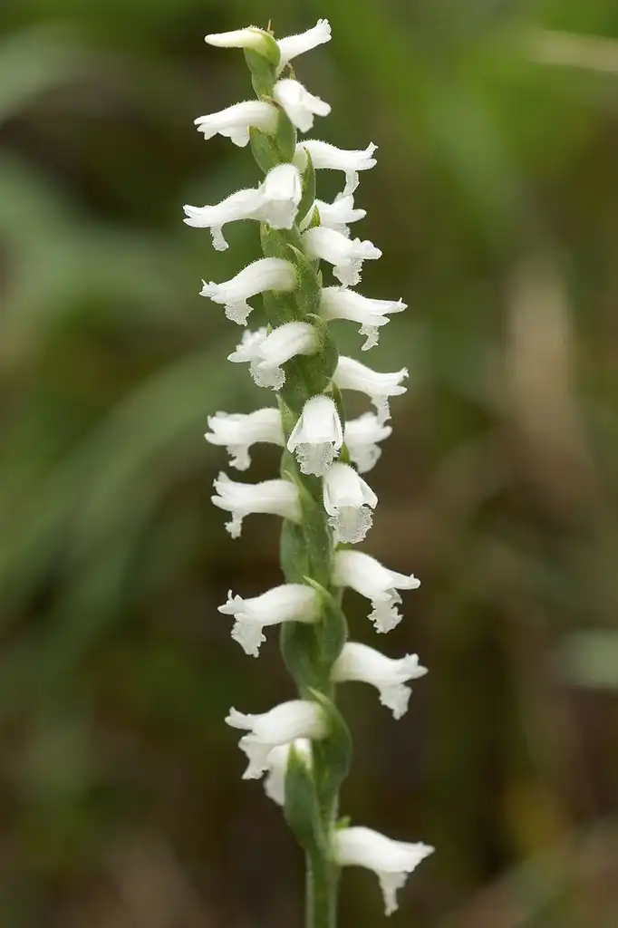 Photo of Spiranthes cernua (Spiranthes cernuas)