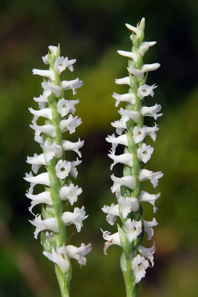 Photo of Spiranthes cernua (Spiranthes cernuas)