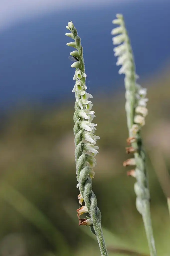 Photo of Spiranthes spiralis (Spiranthes spiraliss)