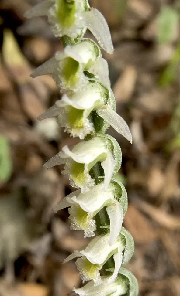Photo of Spiranthes spiralis (Spiranthes spiraliss)