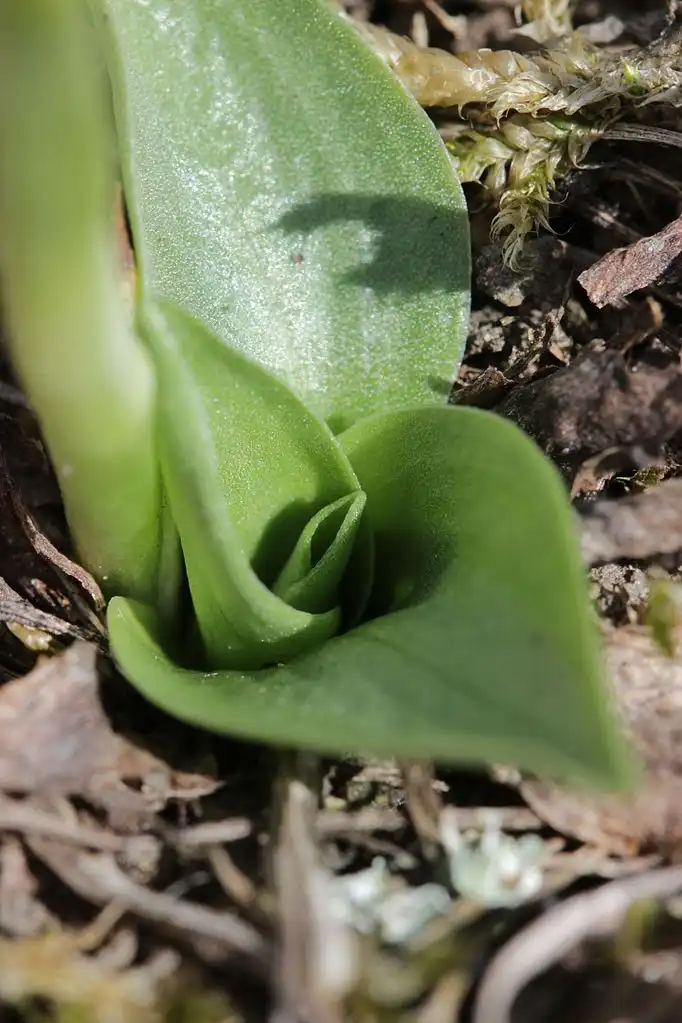 Photo of Spiranthes spiralis - Leaves:Björn S...