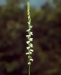 Photo of Spiranthes tuberosa var. gracilis (Spiranthes tuberosa var. graciliss)