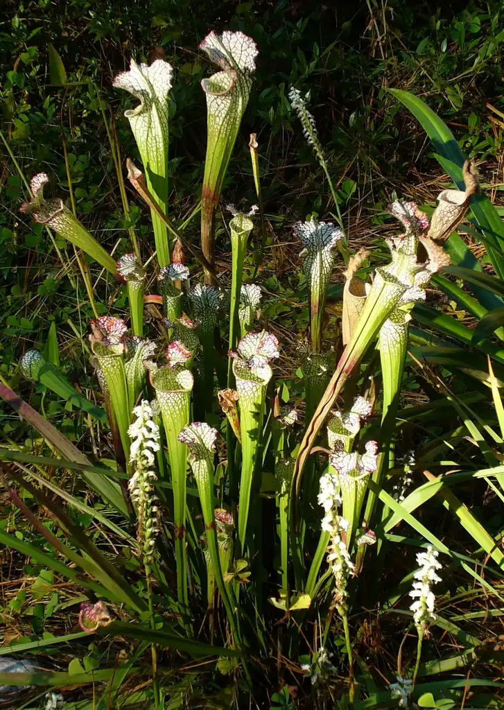Photo of Spiranthes (Spiranthess)
