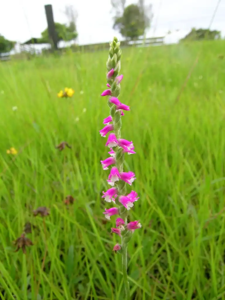 Photo of Spiranthes (Spiranthess)