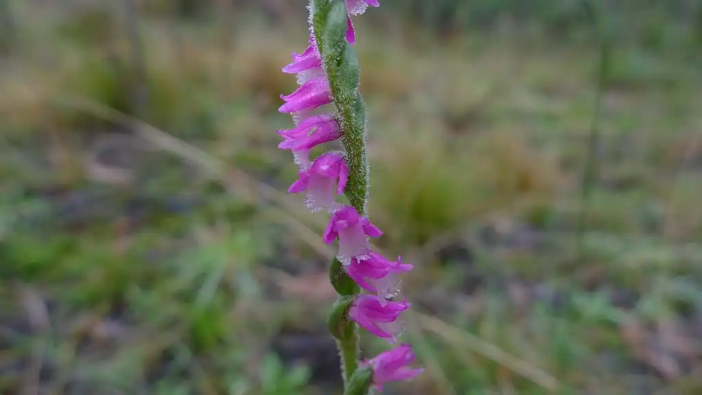 Photo of Spiranthes - Flowers:John Tann