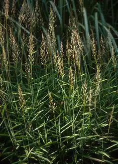 Фото Spodiopogon sibiricus (Spodiopogon sibiricuss)