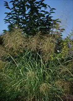Photo of Sporobolus airoides (Sporobolus airoidess)