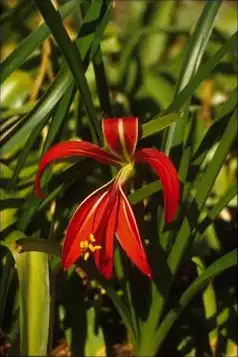 Foto de Sprekelia (Sprekelias)