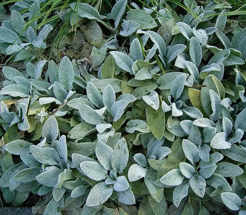 Foto de Stachys byzantina (Stachys byzantinas)