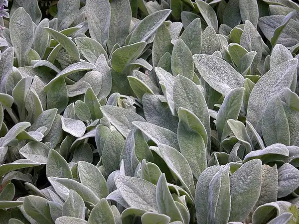Foto de Stachys byzantina (Stachys byzantinas)