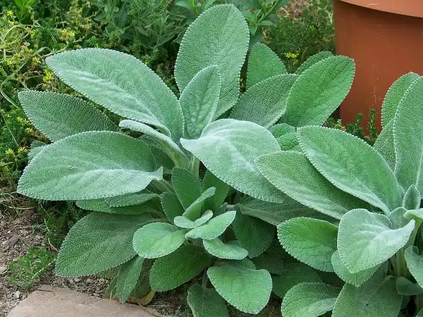 Foto de Stachys byzantina - 'Helen von Stein' form:Patrick-Standish