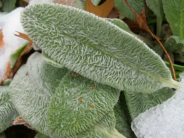 Foto de Stachys byzantina - Leaf closeup:Kristine Paulus