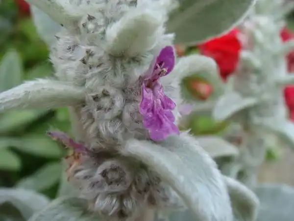 Foto de Stachys byzantina - Leaves and Flowers:Louisa Billeter
