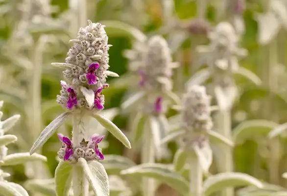 Foto de Stachys byzantina - Flowers:Mr. Cubus