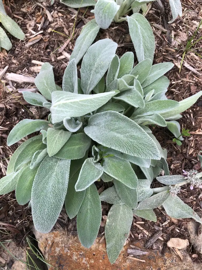 Foto de Stachys byzantina - Form (Wake County,NC):Cathy Dewitt