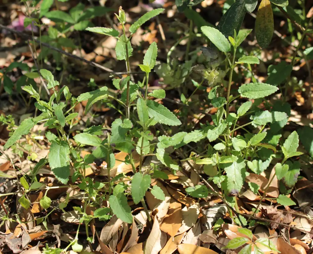 Foto de Stachys floridana (Stachys floridanas)
