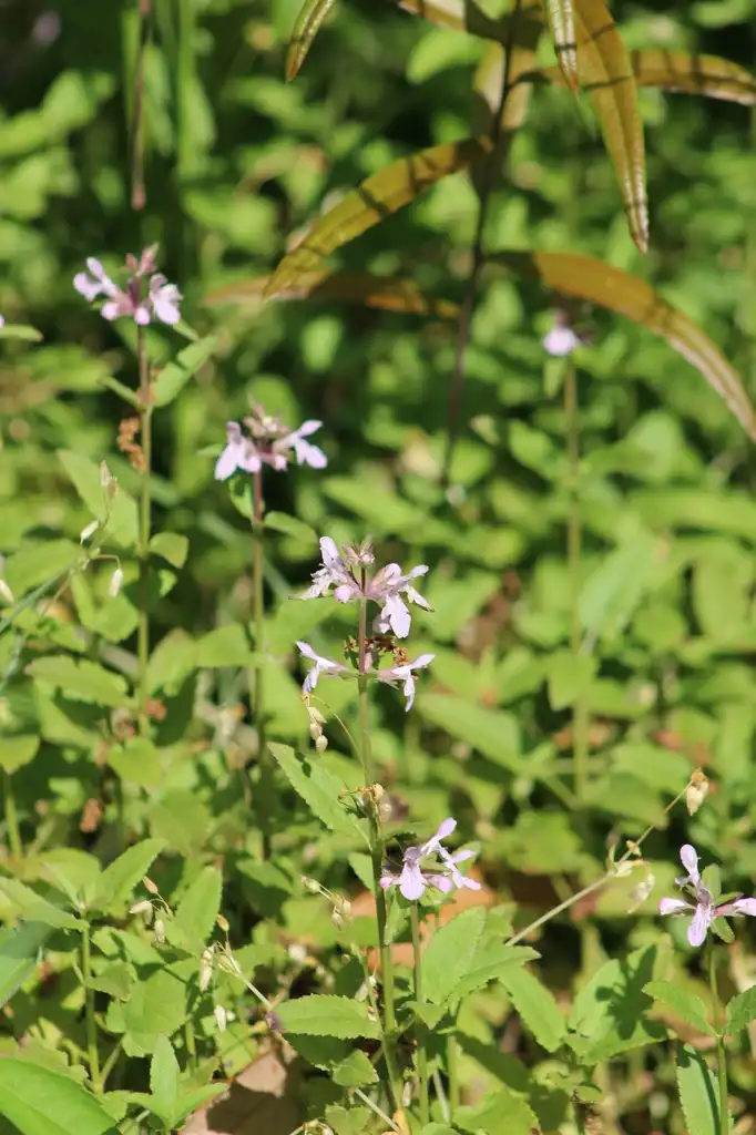 Foto de Stachys floridana (Stachys floridanas)