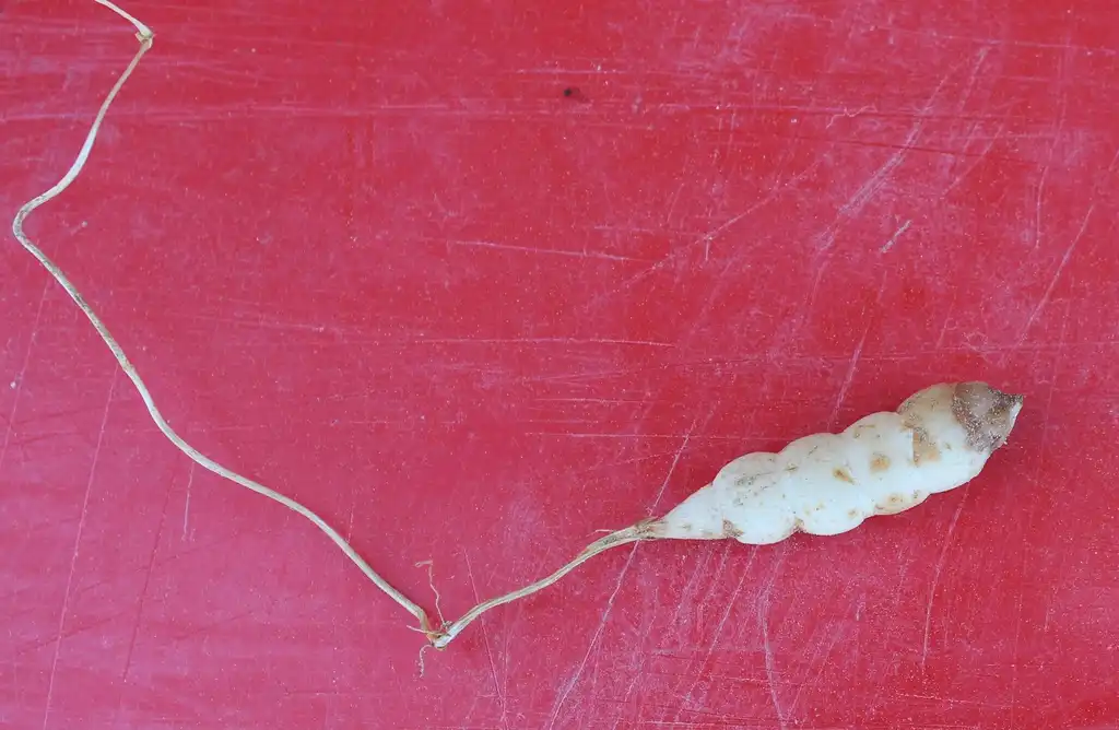 Foto de Stachys floridana - Tuber:Kira Sims