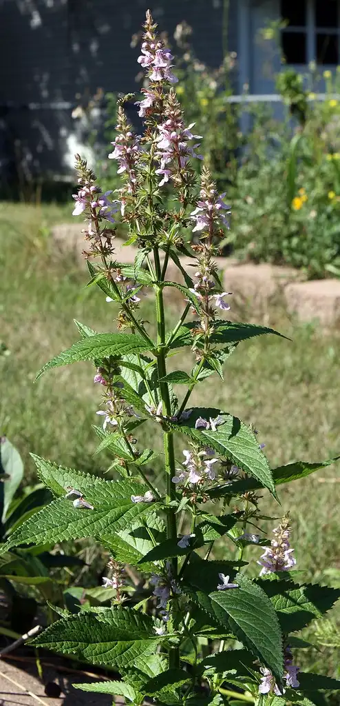 Foto de Stachys tenuifolia (Stachys tenuifolias)