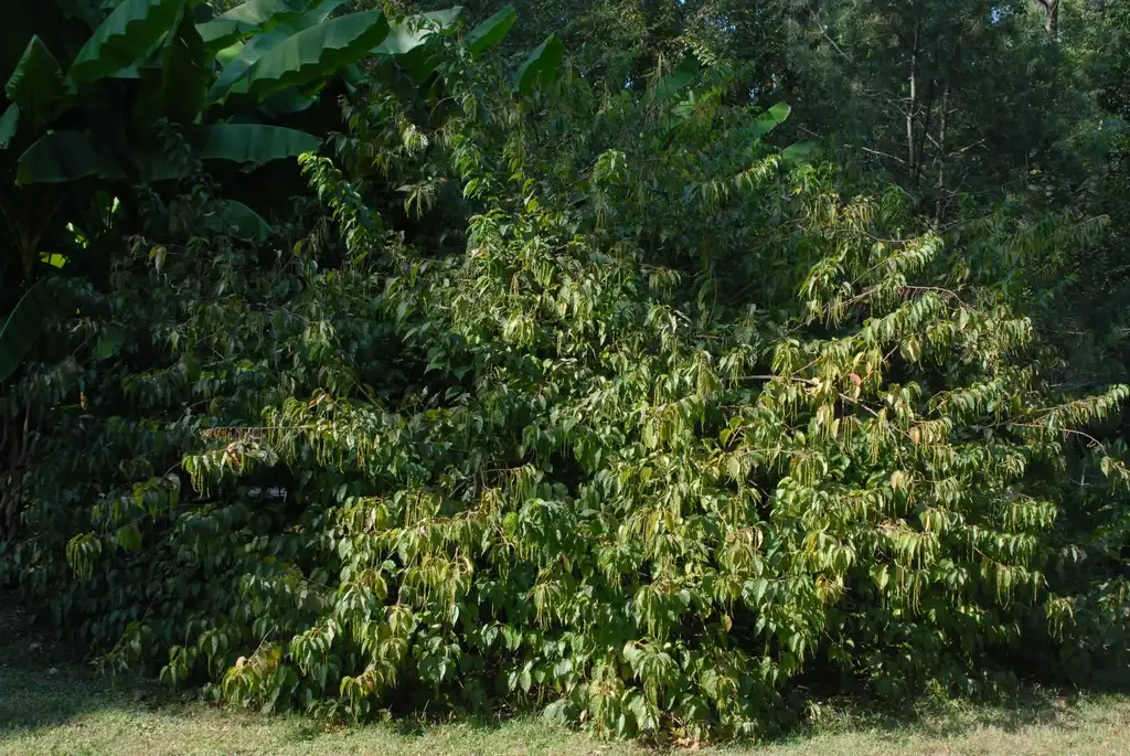 Photo of Stachyurus praecox (Stachyurus praecoxs)