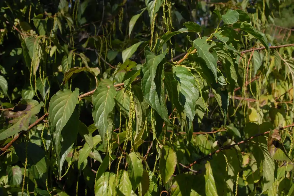 Photo of Stachyurus praecox (Stachyurus praecoxs)